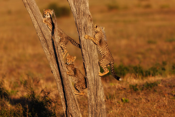 Fototapeta premium Cheetah cubs climbing in a dry tree