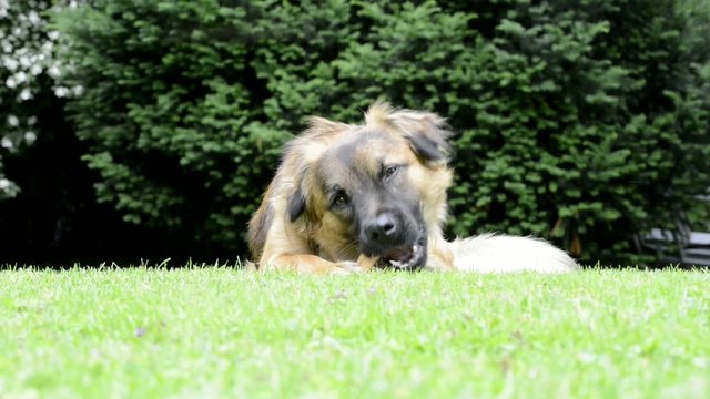 Hund fri&szlig;t Knochen