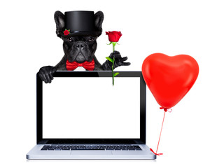 valentines groom dog