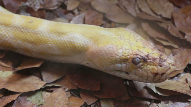 Golden Thai Python (Python bivittatus) snake