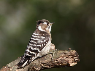 Japanese Pygmy Woodpecker