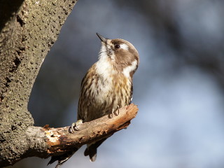 Japanese Pygmy Woodpecker