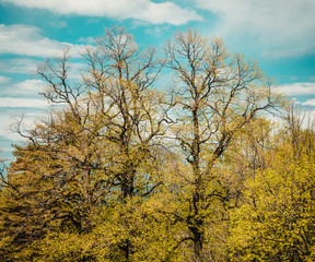 Fototapeta premium Spring in the forest