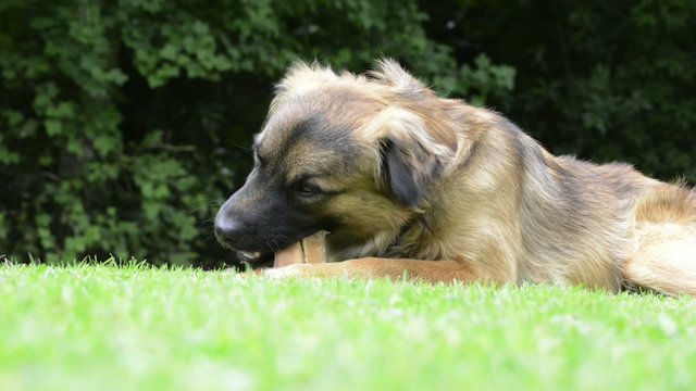 Hund am fressen