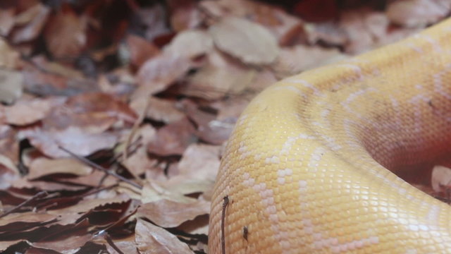 Close up Golden Thai Python (Python bivittatus) snake skin.