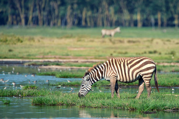 Fototapeta na wymiar Zebra at watering place
