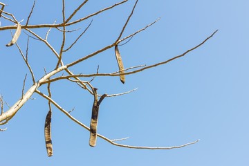 Tree branches without leaves