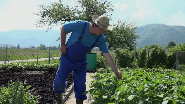 Gardener reviewing harvest of potatoes