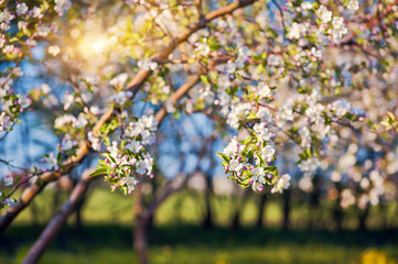 apple tree