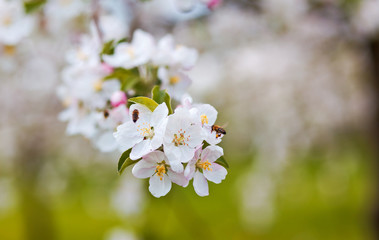 apple tree