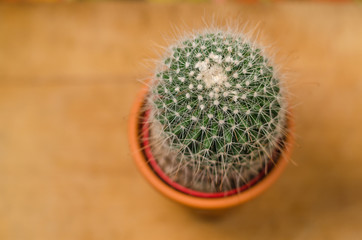 Funny cactus