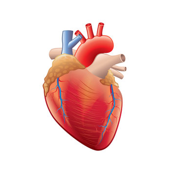 Human heart anatomy isolated on white vector