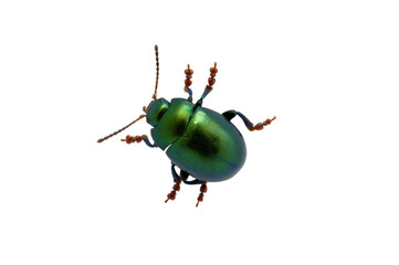 Green beetle