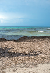 Fucus vesiculosus. Beach with old algae.