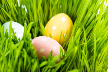 Easter eggs on green grass