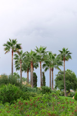 Palm trees in the park.