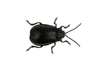 black beetle