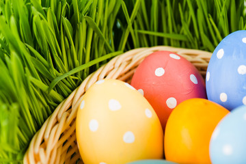 Easter eggs in basket on meadow