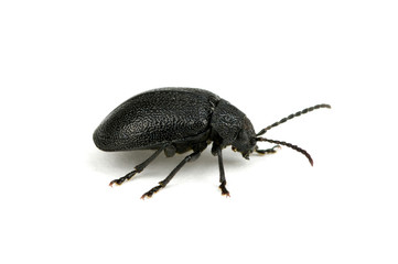black beetle