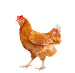 full body of brown chicken hen standing isolated white backgroun - obrazy, fototapety, plakaty
