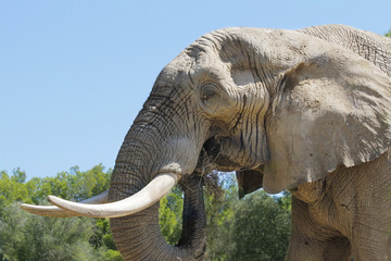 Elephant eating