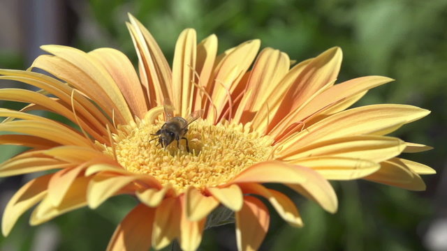 Image of beautiful flower and bee