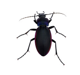 black beetle