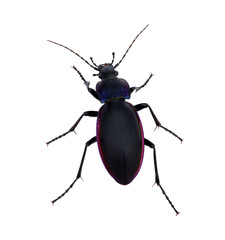 black beetle