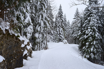 Winter snowy path in the forest mountain