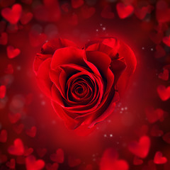 Obraz na płótnie Canvas Rose blossom in heart shape