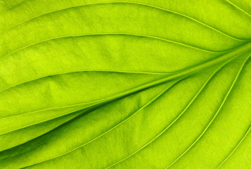 leaf texture