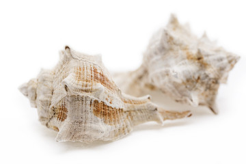 a white shell on the white background