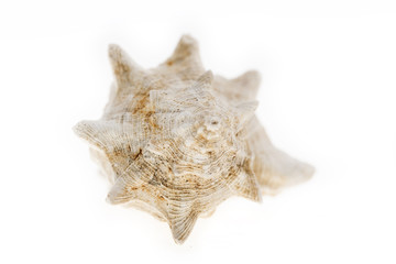 a white shell on the white background