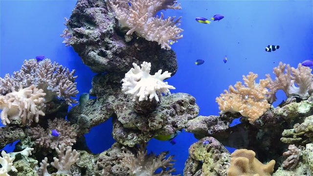 tripical fishes and coral in aquarium