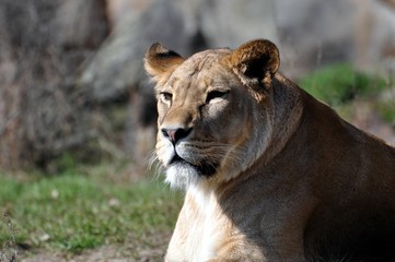 Obraz premium Indischer Löwe