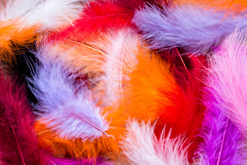orange, blue, white and pink background with feathers
