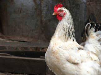 White chicken in a poultry yard
