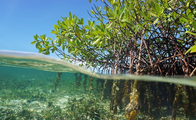 Mangrove trees roots above and below the water - obrazy, fototapety, plakaty