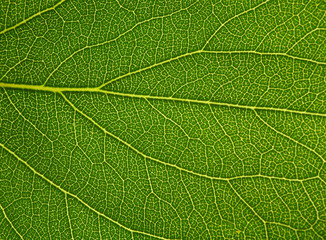 leaf texture