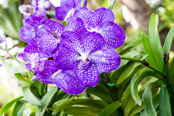 Beautiful purple orchid - phalaenopsis