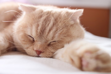熟睡する猫　肉球付