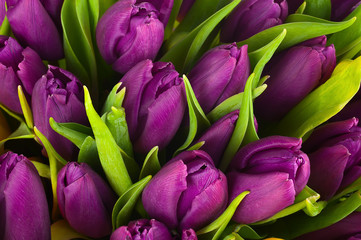 Nature bouquet from purple tulips for use as background. - Powered by Adobe