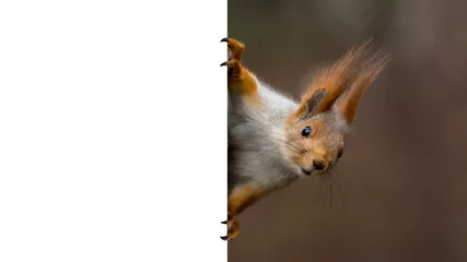 Tuinposter rode eekhoorn met een poster © studion1