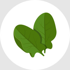 Spinach