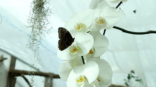 Blue butterfly on a beautiful orchid's white blossom