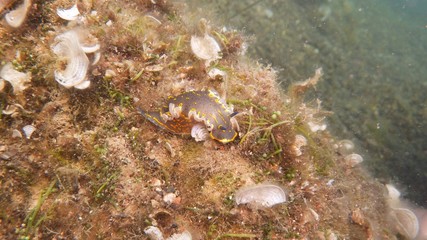 Nudibranco