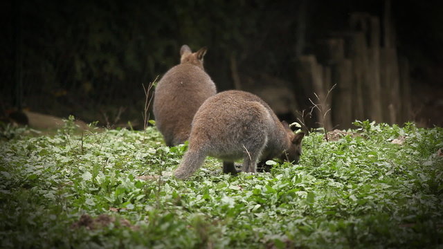 Kangaroo eating
