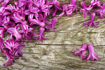 flower on wood