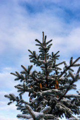 Spruce with cones on a background of the sky in winter