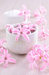 Fototapeta na wymiar Flowers pink hyacinth